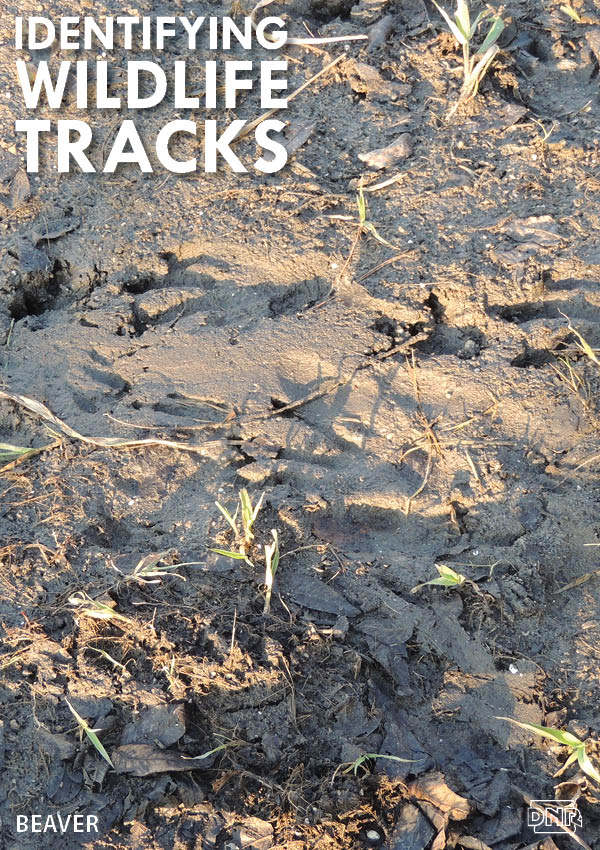 Learning how to identify common wildlife tracks, like these beaver prints | Iowa DNR